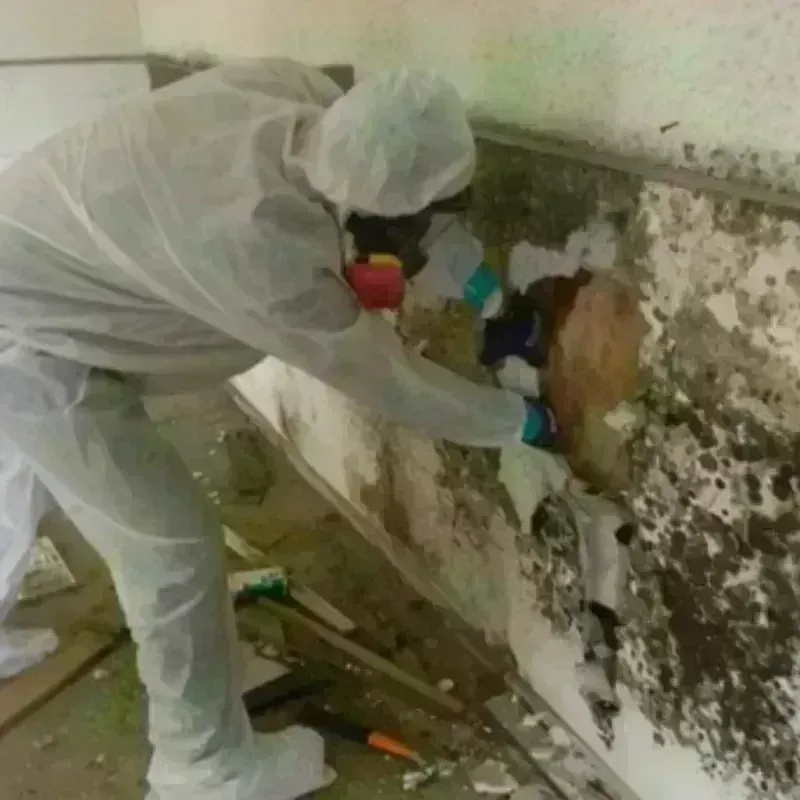 Mold Remediation and Removal in Groveton, TX